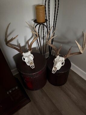 Pair of Deer Antler Skull Mounts - Natural Brown & White